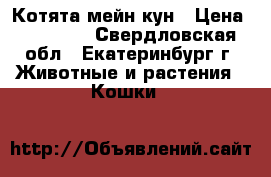 Котята мейн кун › Цена ­ 20 000 - Свердловская обл., Екатеринбург г. Животные и растения » Кошки   